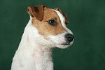 hundefotos parson_russell_terrier
