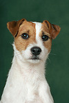hundefotos parson_russell_terrier