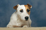 hundefotos parson_russell_terrier