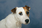 hundefotos parson_russell_terrier