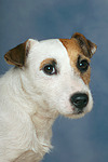 hundefotos parson_russell_terrier