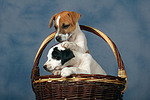 hundefotos parson_russell_terrier