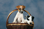 hundefotos parson_russell_terrier