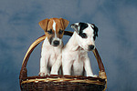hundefotos parson_russell_terrier