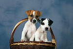 hundefotos parson_russell_terrier