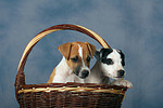hundefotos parson_russell_terrier