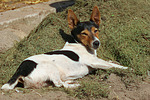 hundefotos jack_russell_terrier
