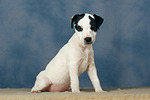 hundefotos parson_russell_terrier