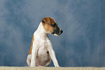 hundefotos parson_russell_terrier