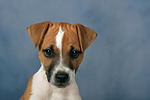 hundefotos parson_russell_terrier