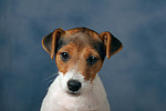 hundefotos parson_russell_terrier