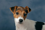 hundefotos parson_russell_terrier