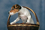 hundefotos parson_russell_terrier