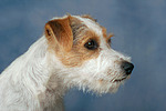 hundefotos parson_russell_terrier