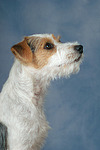 hundefotos parson_russell_terrier