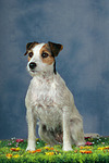 hundefotos parson_russell_terrier