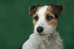 hundefotos parson_russell_terrier
