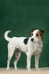 hundefotos parson_russell_terrier