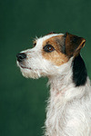 hundefotos parson_russell_terrier