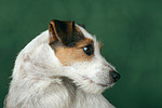 hundefotos parson_russell_terrier