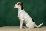 hundefotos parson_russell_terrier