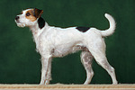 hundefotos parson_russell_terrier