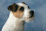 hundefotos parson_russell_terrier