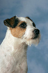 hundefotos parson_russell_terrier