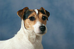 hundefotos parson_russell_terrier