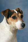 hundefotos parson_russell_terrier