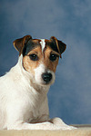 hundefotos parson_russell_terrier