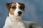 hundefotos parson_russell_terrier