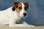 hundefotos parson_russell_terrier