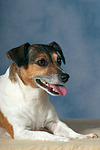 hundefotos jack_russell_terrier