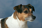 hundefotos jack_russell_terrier