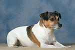 hundefotos jack_russell_terrier