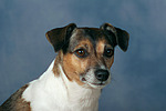 hundefotos jack_russell_terrier