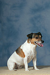 hundefotos jack_russell_terrier