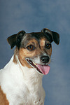 hundefotos jack_russell_terrier