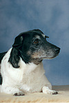 hundefotos jack_russell_terrier