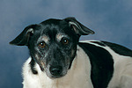 hundefotos jack_russell_terrier