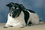 hundefotos jack_russell_terrier