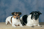 hundefotos jack_russell_terrier