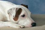 hundefotos parson_russell_terrier
