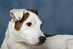 hundefotos parson_russell_terrier