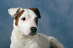 hundefotos parson_russell_terrier