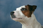 hundefotos parson_russell_terrier