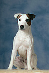 hundefotos parson_russell_terrier