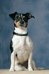 hundefotos jack_russell_terrier