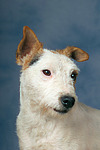 hundefotos parson_russell_terrier